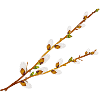 Delicate Palm Catkins Branches – Spring Motif