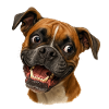Boxer Grin Portrait Print