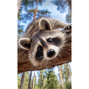Curious Raccoon on Tree Limb