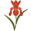 Illustration botanique d’iris