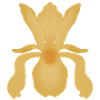 Floraison d’Iris doré