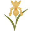 Golden Iris Bloom on Green