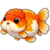 Ranchu Lover Orange / White Edition