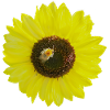 Sunflower with Bee, Photography, Spring Summer