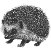 Garden hedgehog