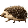 Funny hedgehog