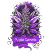 Purple Genetic