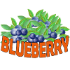 Blueberry