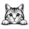 Scottish Straigh Cat