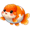 High Quality Orange Ranchu Goldfish