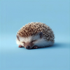 Blue Sleeping Hedgehog
