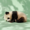 264 pandas