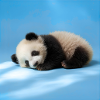 Blue Sleeping Panda