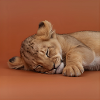Petit guépard endormi