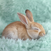 268 bunny