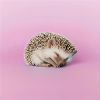 Schlafender Igel auf blassrosa Hintergrund