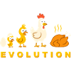 Evolution Chicken Broiler Chicken Funny