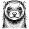 Furet