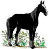 Cheval
