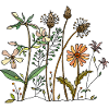 Blumen