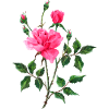 Fleur