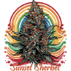Sunset Sherbet