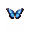 Blue Butterfly Wings