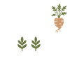 Certified Clinical Botanical Root Expert Apparel 