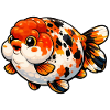 High Quality Calico Ranchu Goldfish