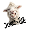 Smiling lamb joke is life