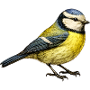 Blue Illustration – Little Bird Nature Motif