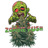 Zombie Kush