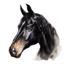 Schwarzes Pferd-Aquarellporträt