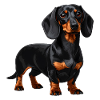Black & Tan Dackel – Wursthund