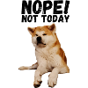 Akita Nope not today