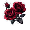 Dark rose splendour on black