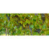 Vine in clusters on green background