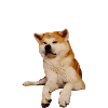 Akita Non, pas aujourd’hui