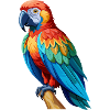 Parrot