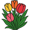 Tulip Patch Bloom