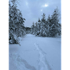 Winter trails in snow forest