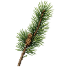 Pine Branch Minimal Frame