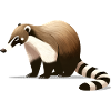 Coati