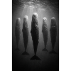 Unterwasser-Wale im Lichtstrahl