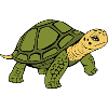 Turtle Turtles