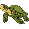 Turtle Turtles