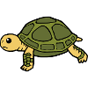 Turtle Turtles