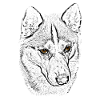 Wolfskopf Linienstudie