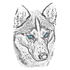 Northern wolf with blue eyes