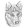 Wolf Gaze Grayscale Illustration